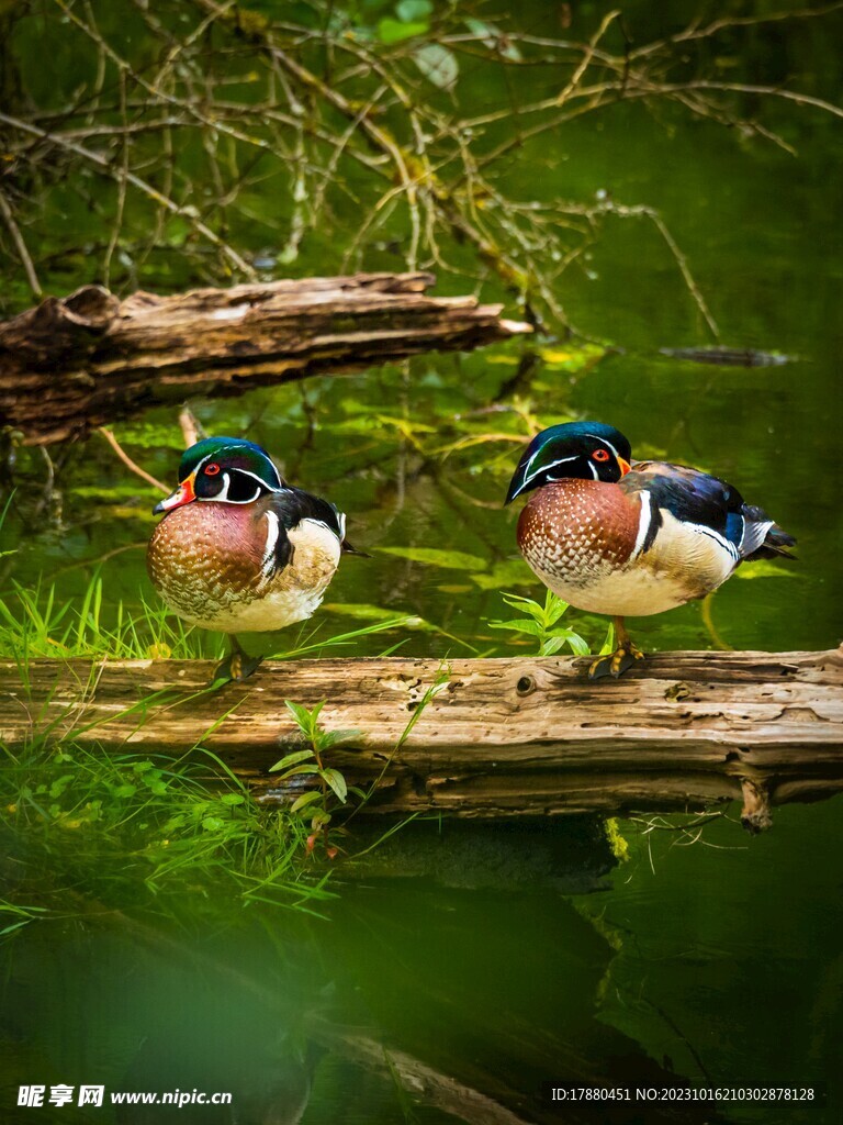 鸳鸯