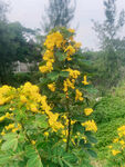 小黄花