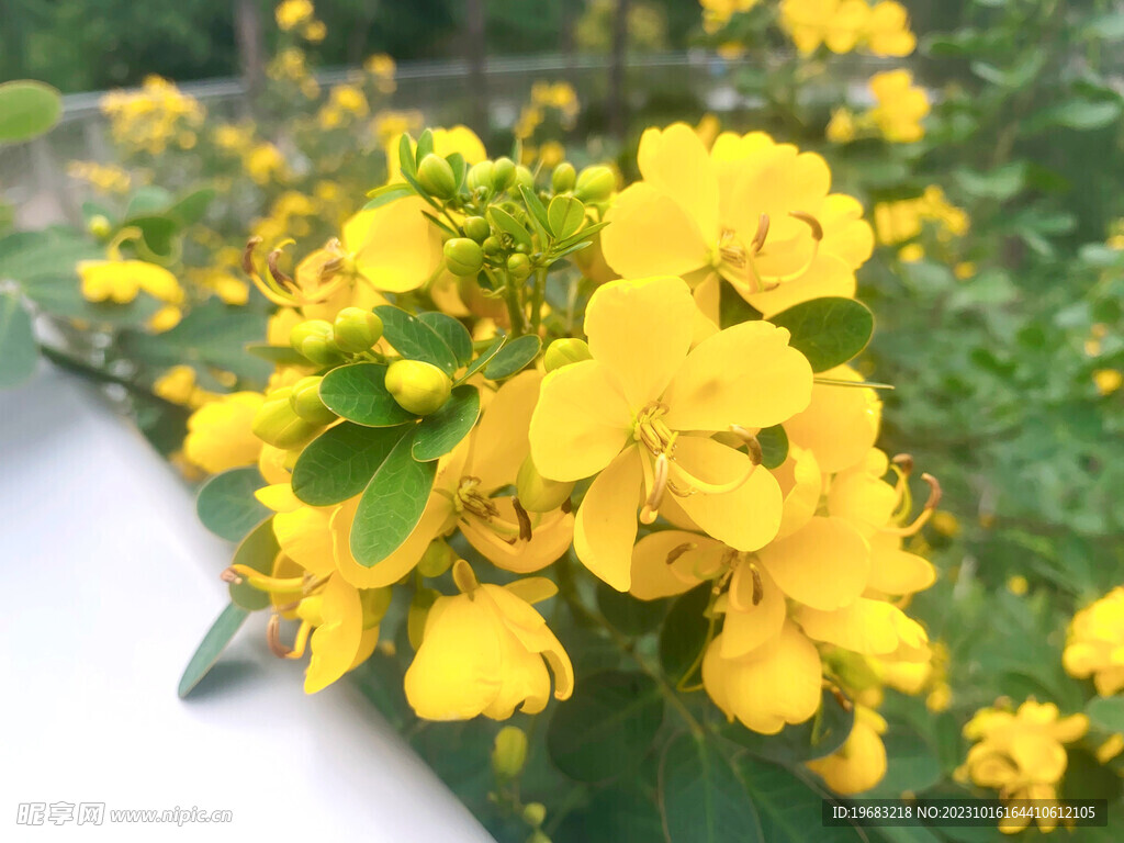 花