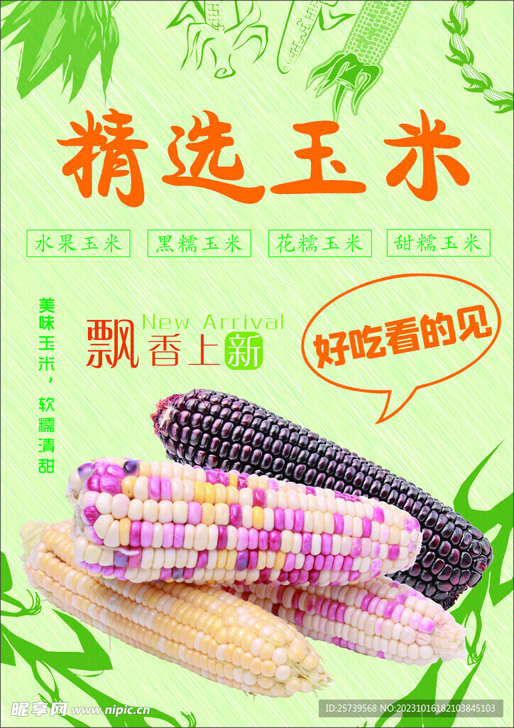 精选玉米