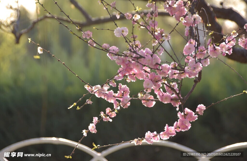 桃花