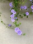 牵牛花