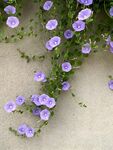 牵牛花