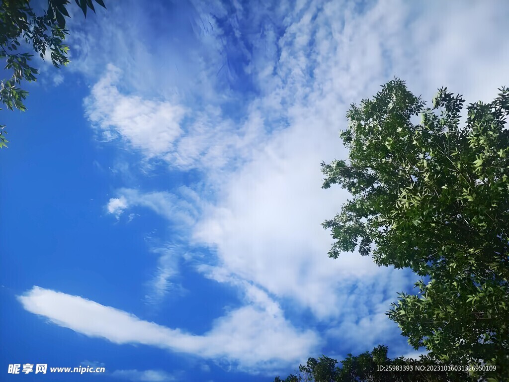 校园的树