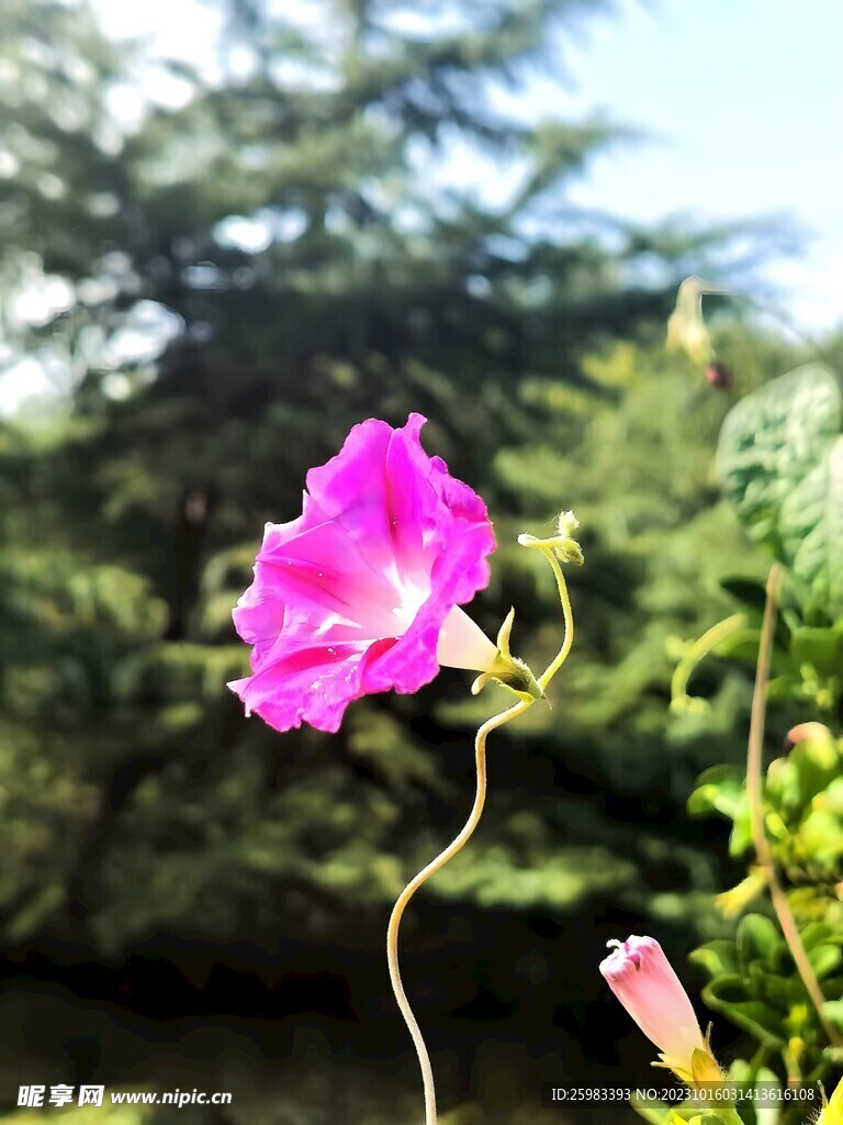 牵牛花