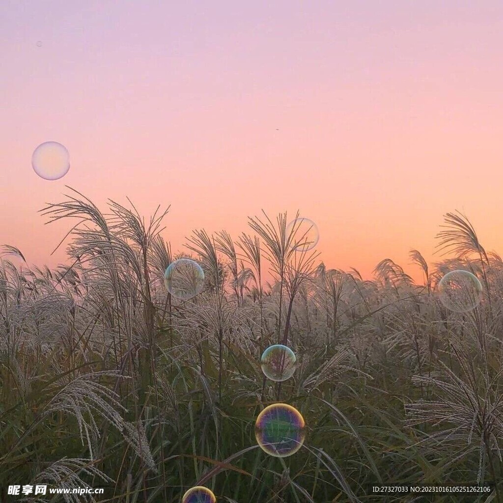 芦苇荡