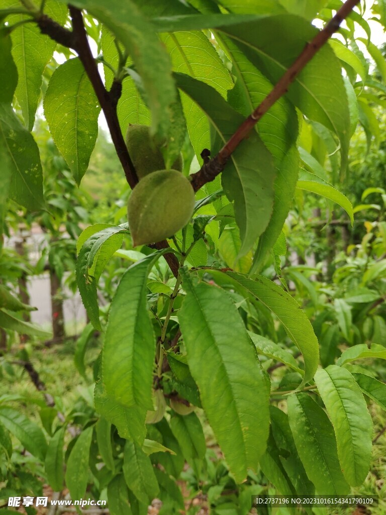 桃子