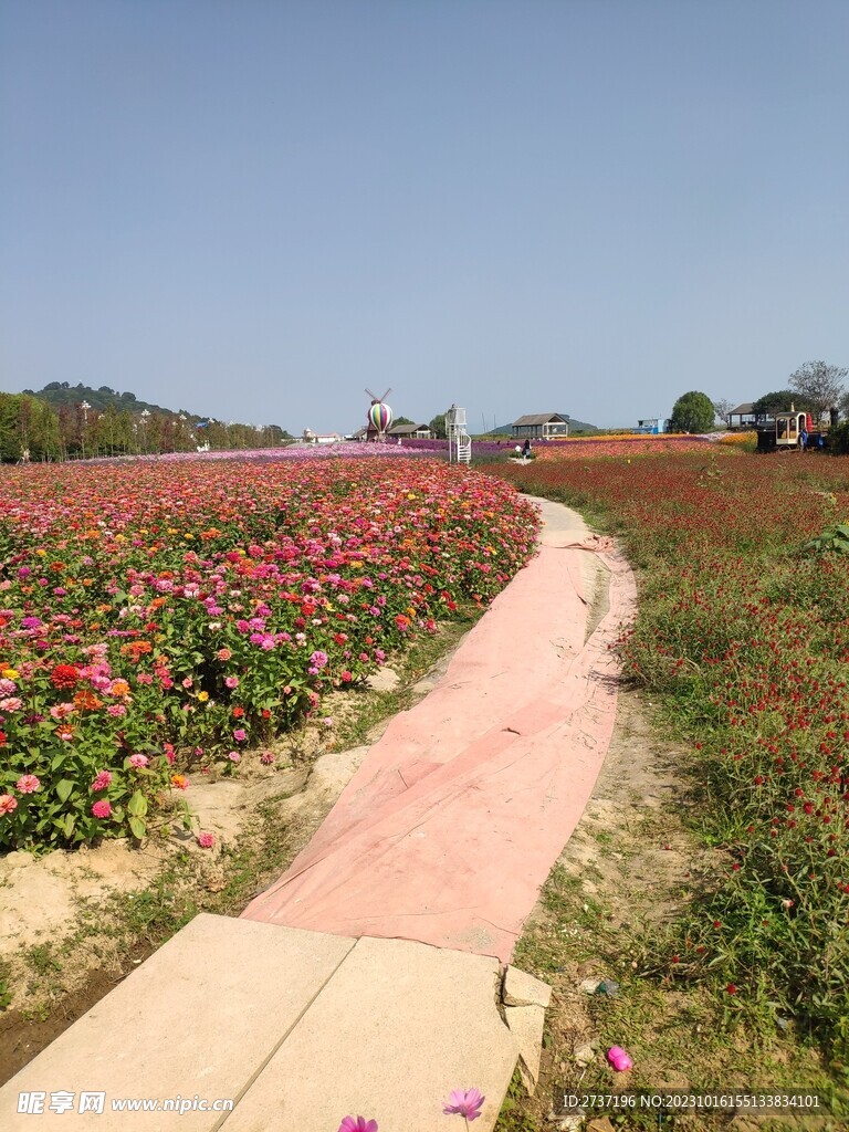 太湖花海