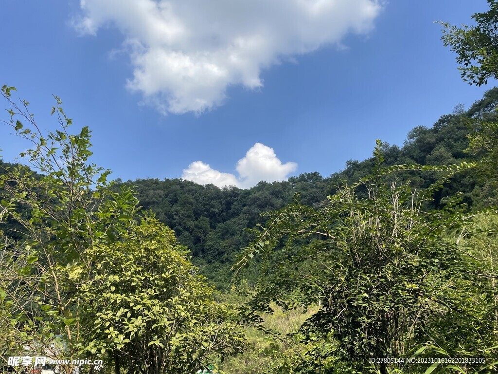 景区植物风景