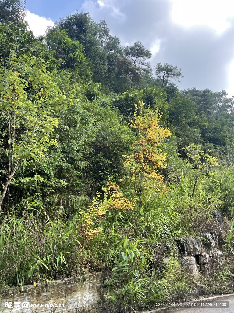 植物风景