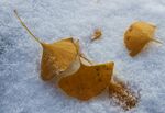 雪地银杏叶