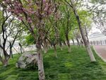 樱花步道