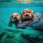 水獭
