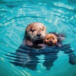 水獭