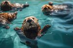 水獭