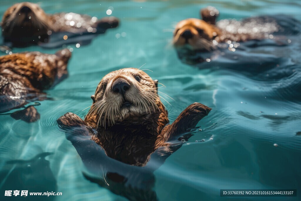 水獭