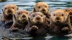 水獭