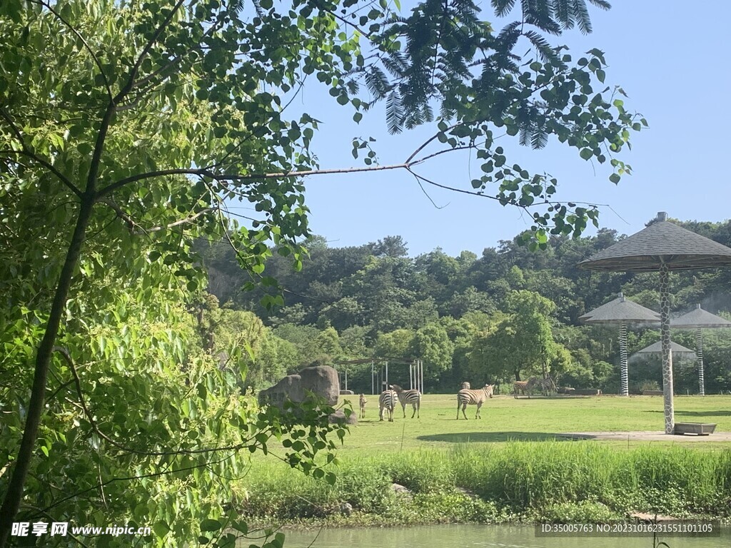 动物园斑马