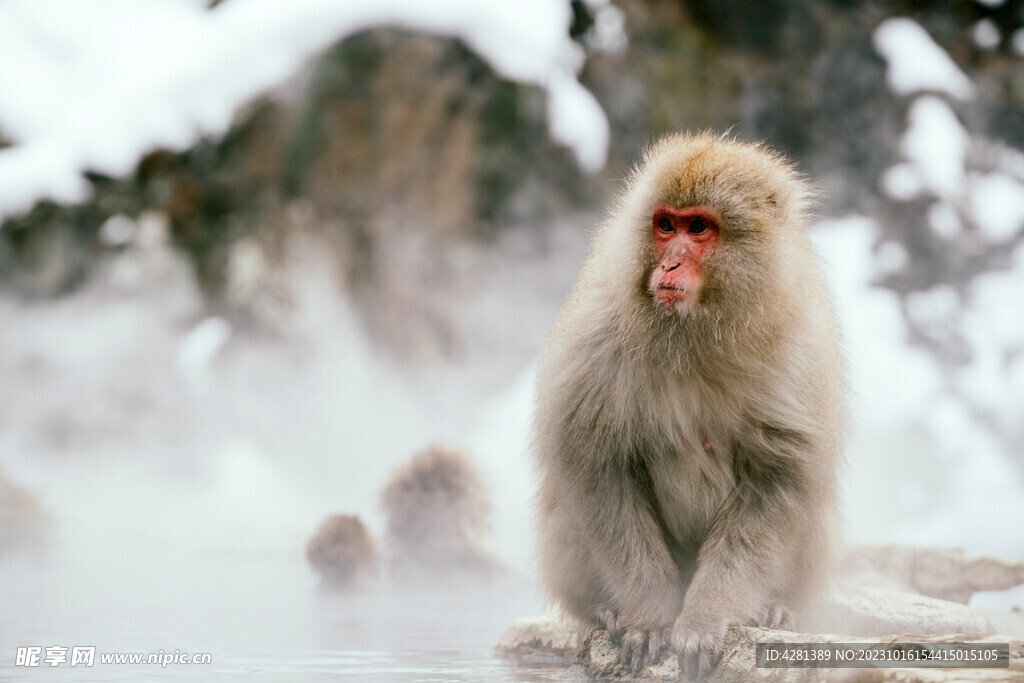 日本雪猴猕猴