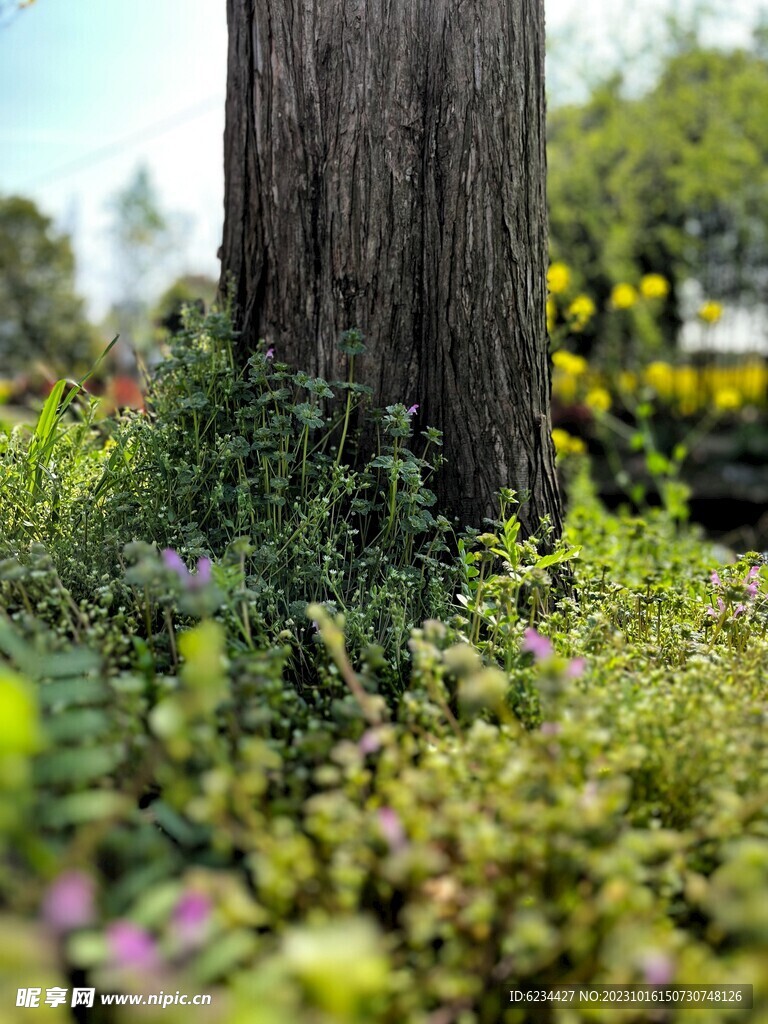 水杉
