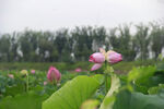 并蒂莲