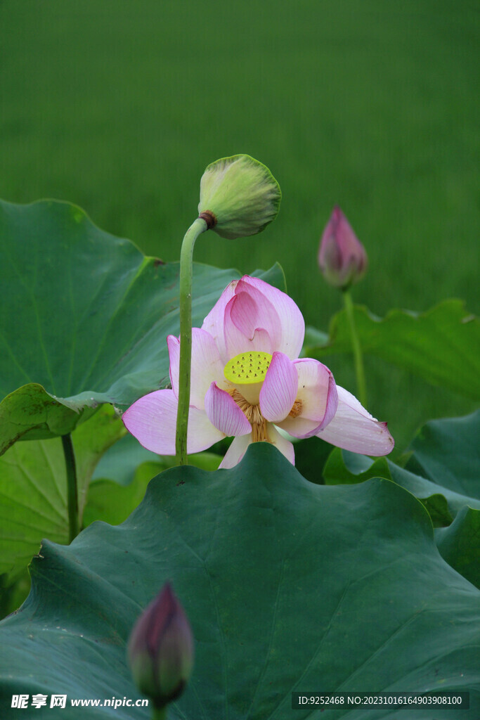 红莲 