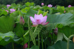 水芙蓉
