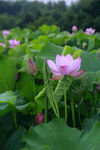 荷花池