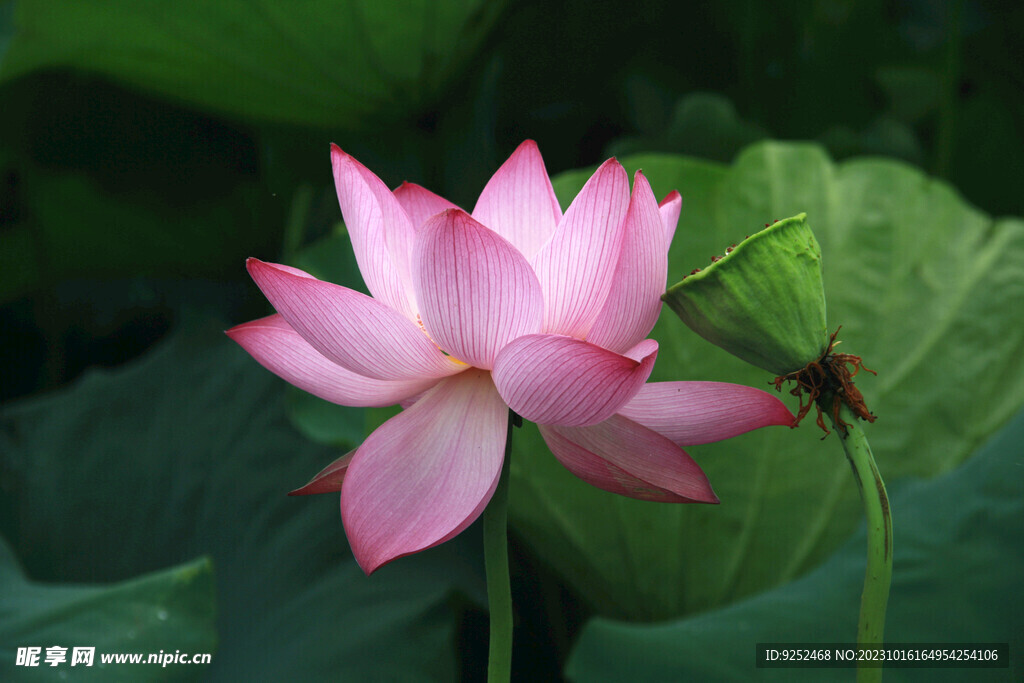 荷花 