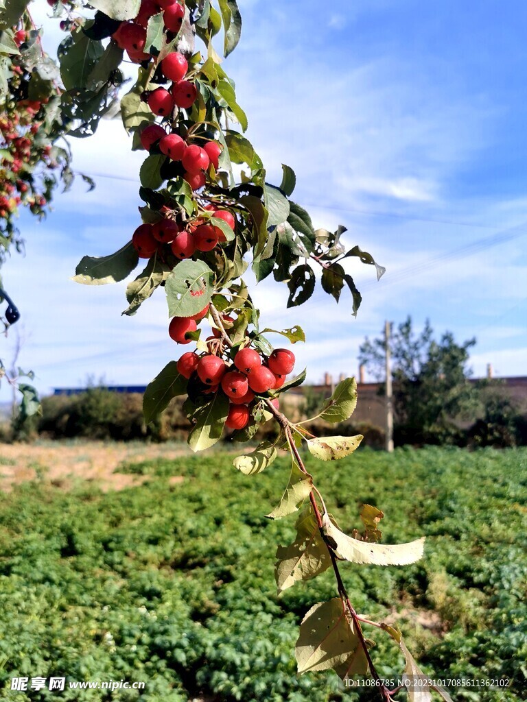 红果子植物