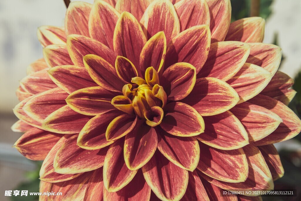 大丽花