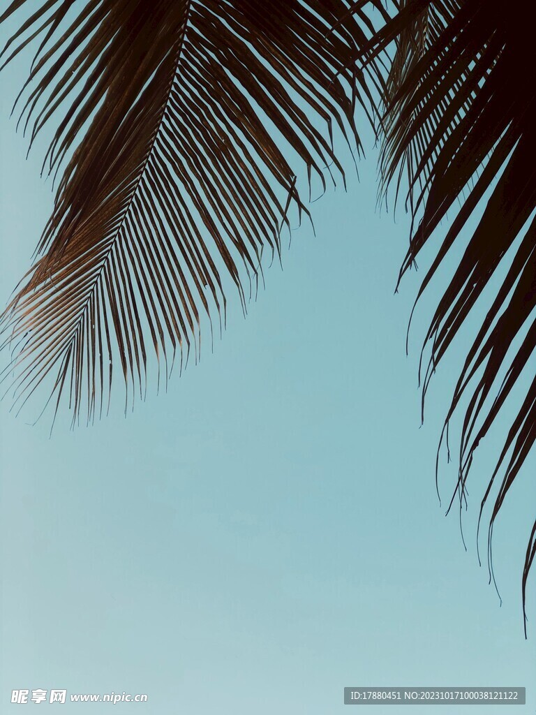 棕榈树