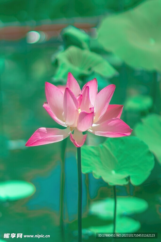 荷花