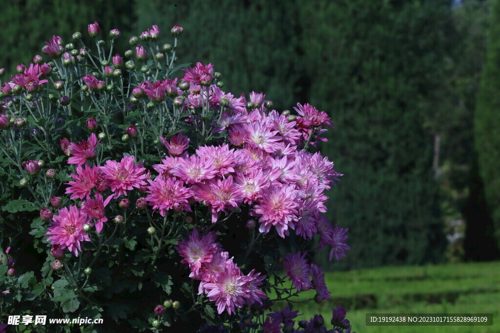 菊花  