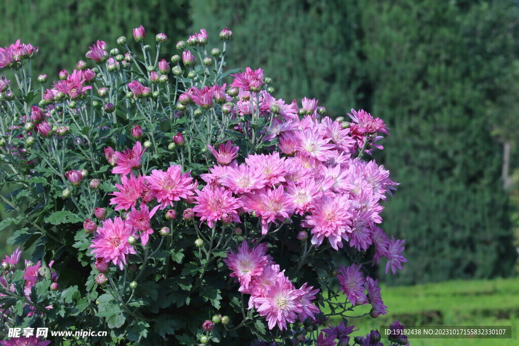 菊花  