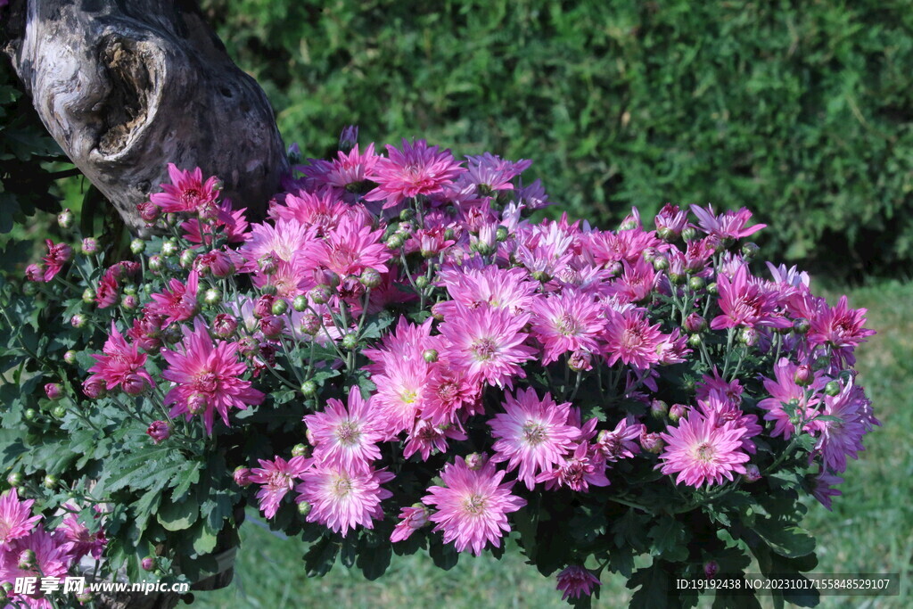 菊花  
