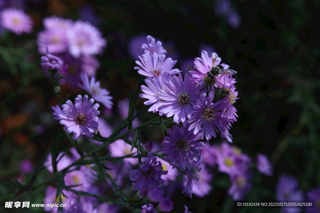 紫菀 