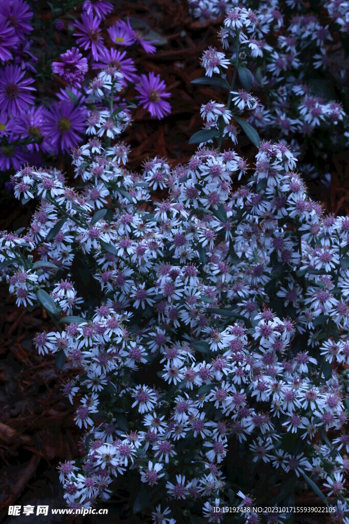 紫菀