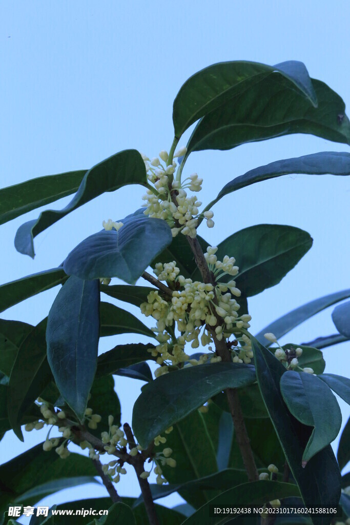 桂花