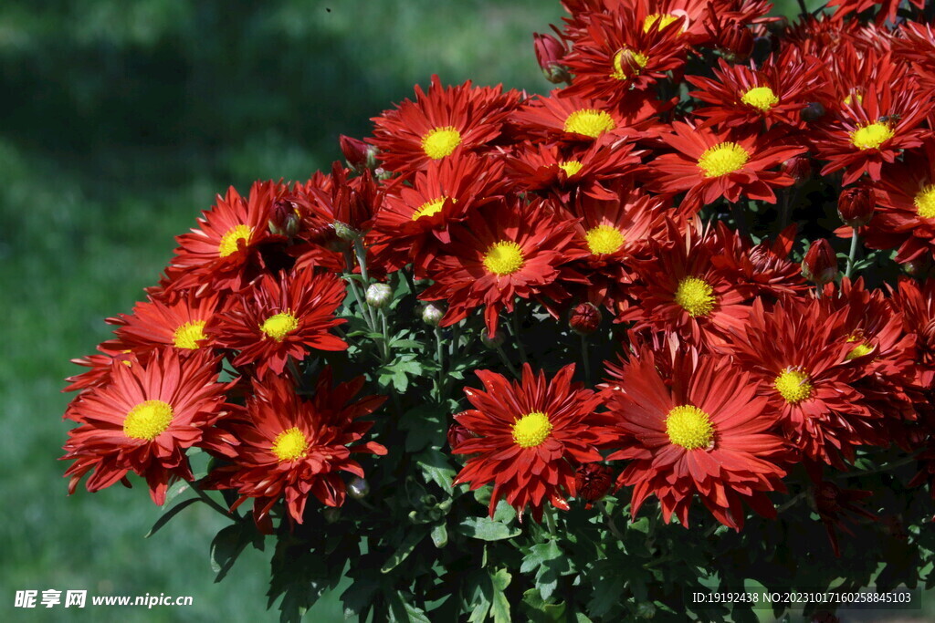 菊花 