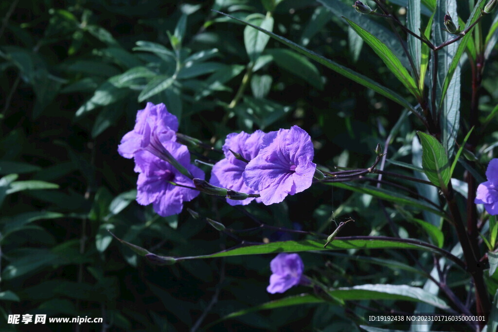 蓝花草