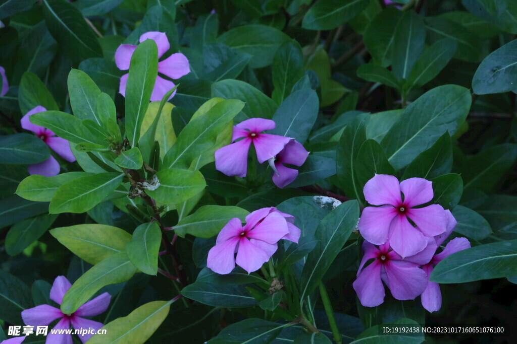 长春花