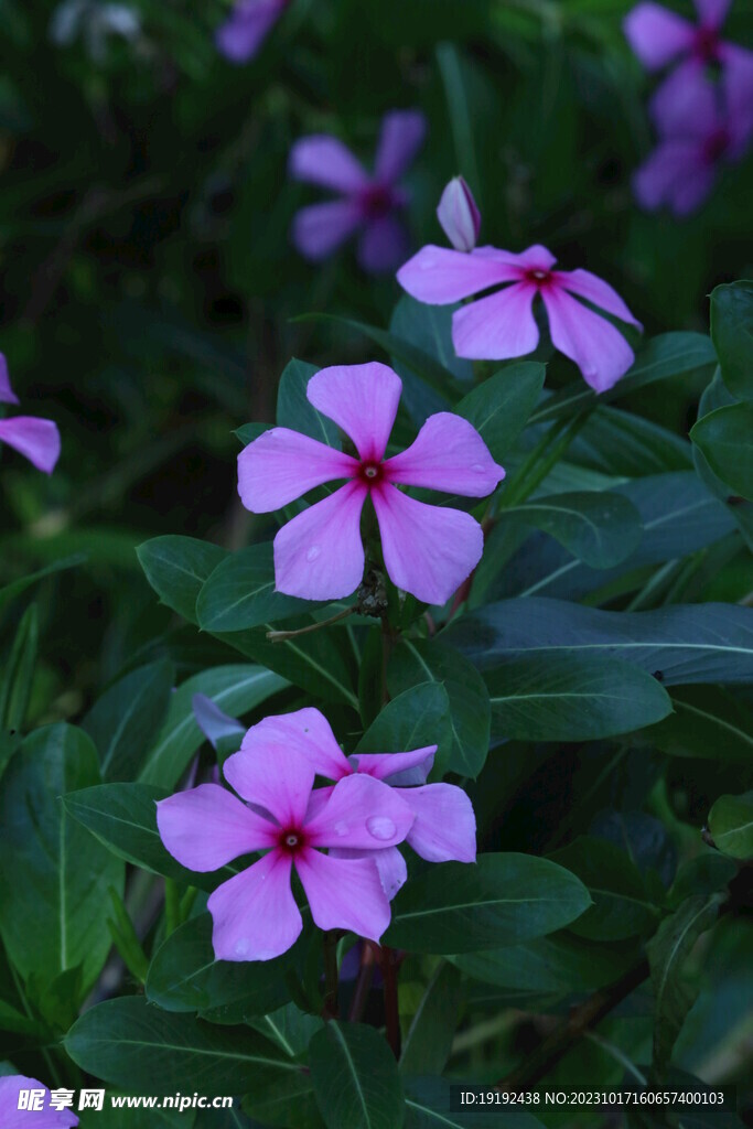 长春花 