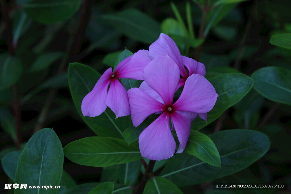 长春花