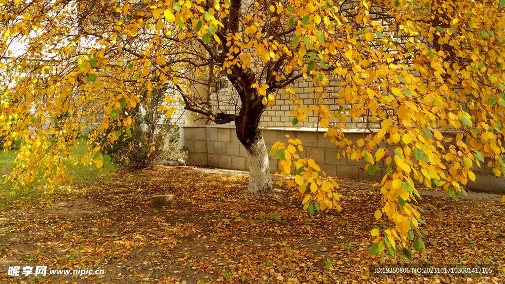 秋天黄色的树叶和落叶