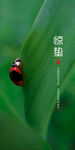 惊蛰海报 