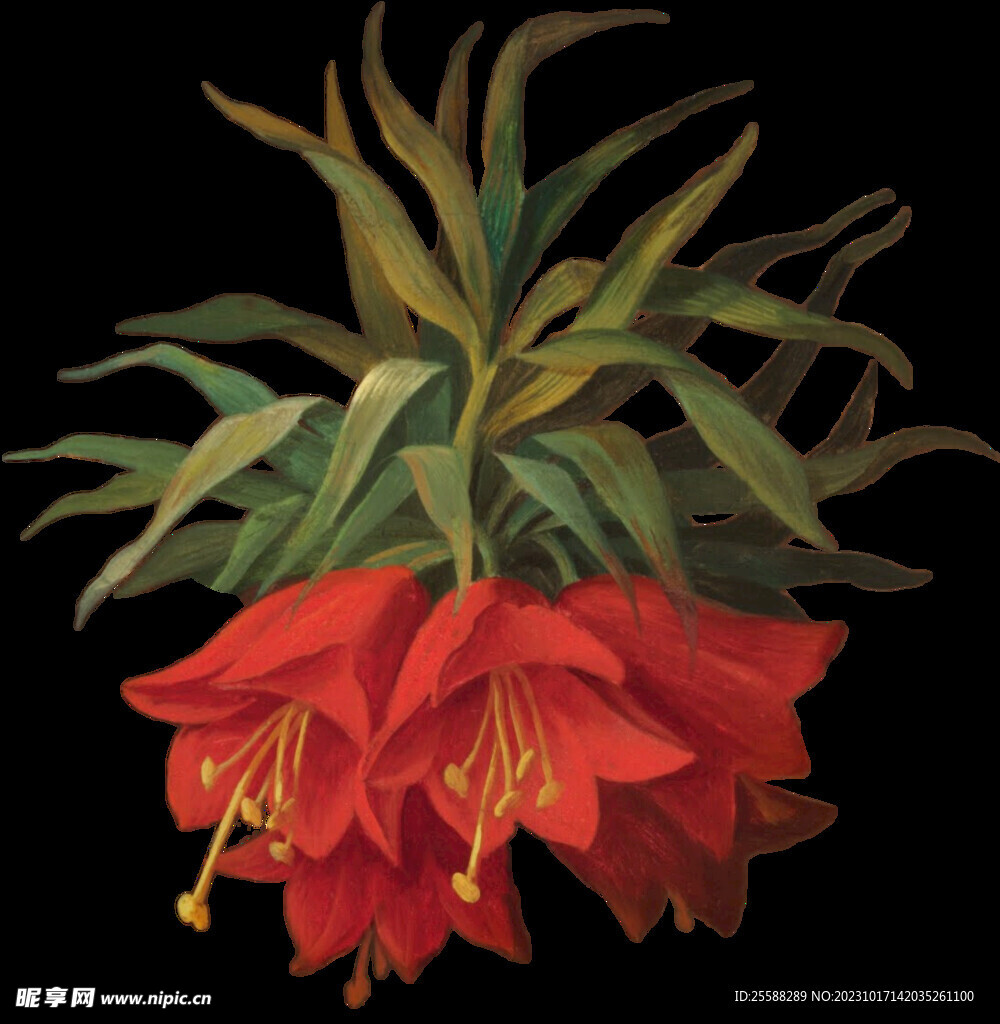 花卉