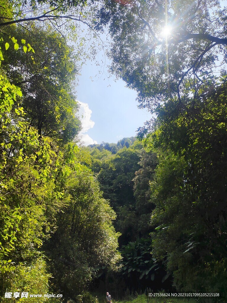 绿色背景