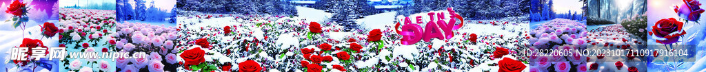 雪地中的玫瑰花