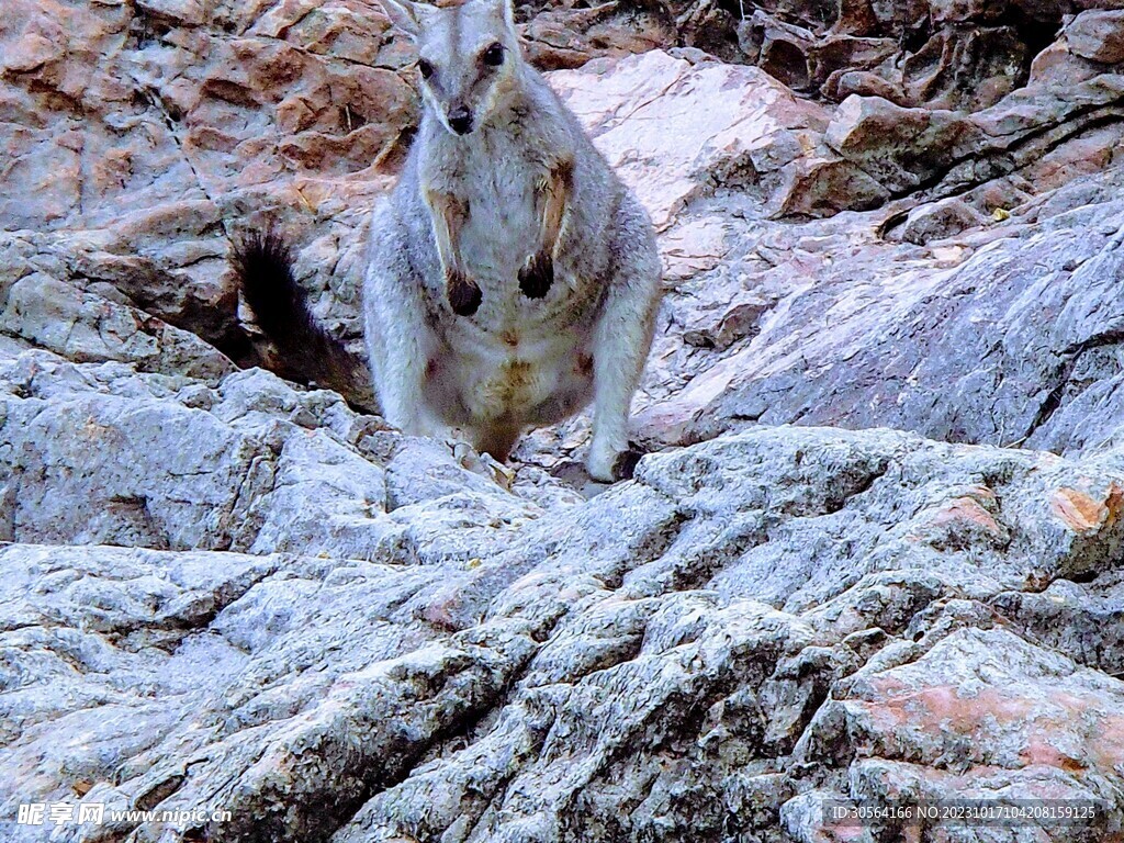 袋鼠